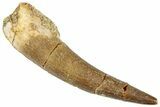 Fossil Plesiosaur (Zarafasaura) Tooth - Morocco #296380-1